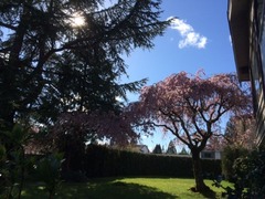 Sakura5