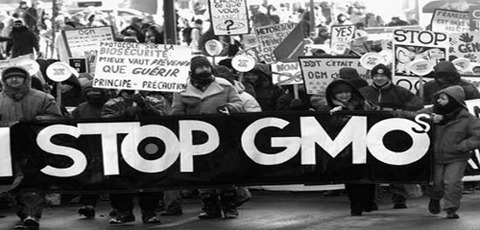 GMO STOP