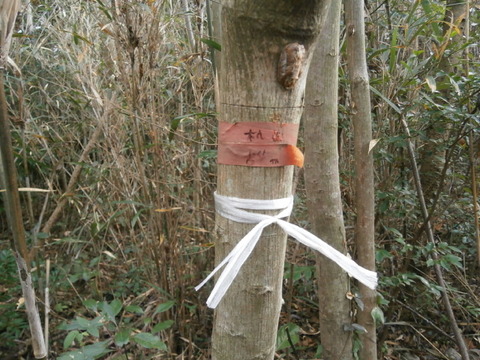 202312宇美町井野山 (22)