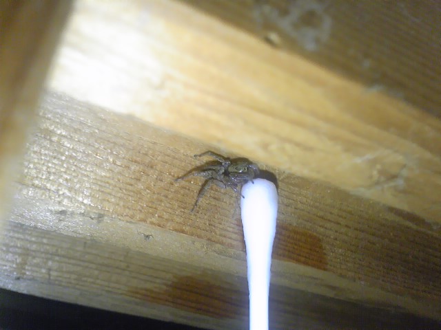 虫注意かな 虫の類はすごく苦手ですが てきとーチラ裏日記