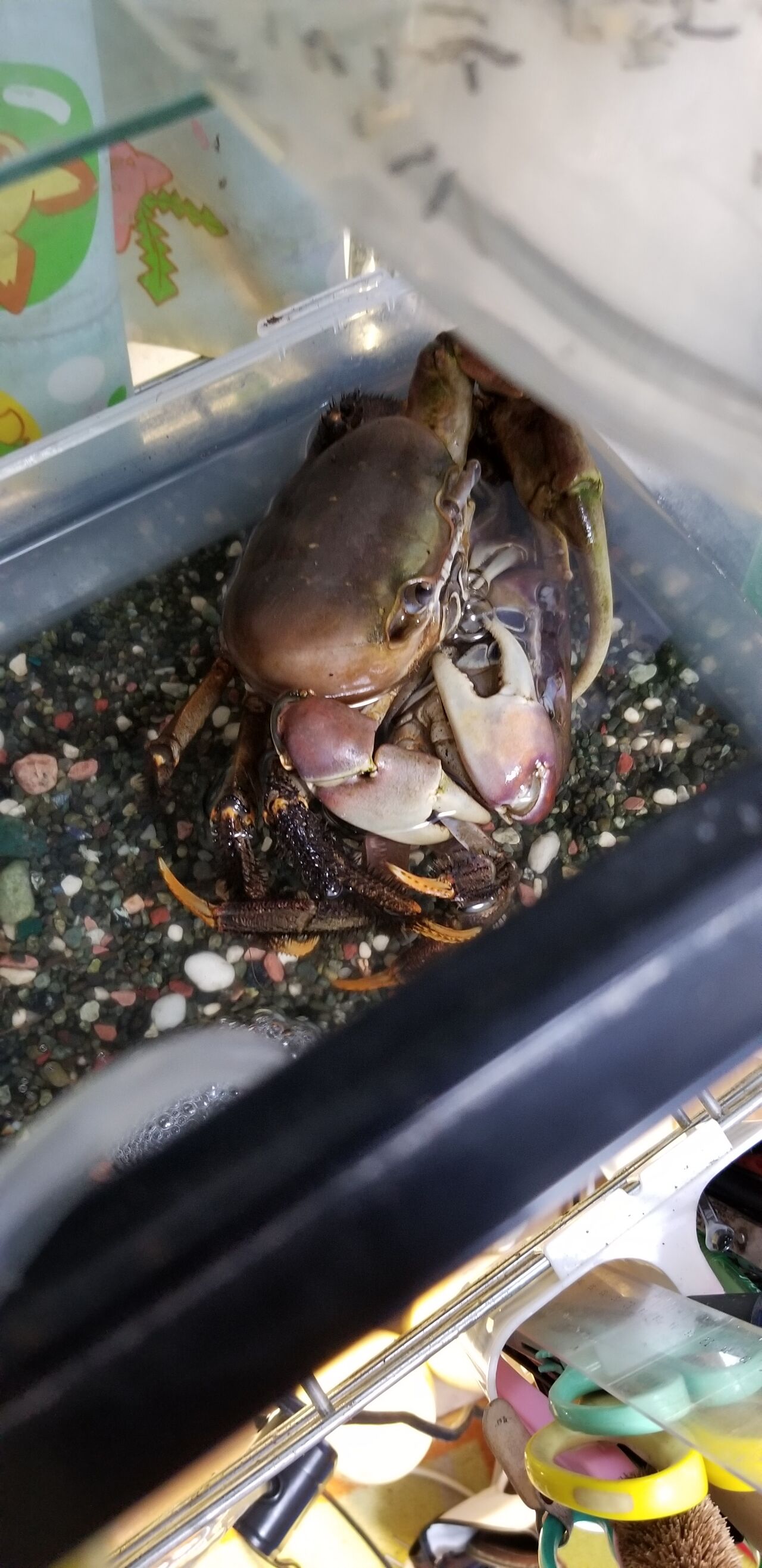カニ 甲殻類メインの飼育記録