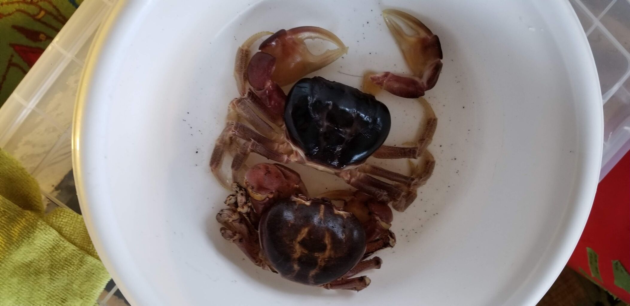 カニ カニ カブクワ飼育記録 カニ カニ カブクワ飼育記録