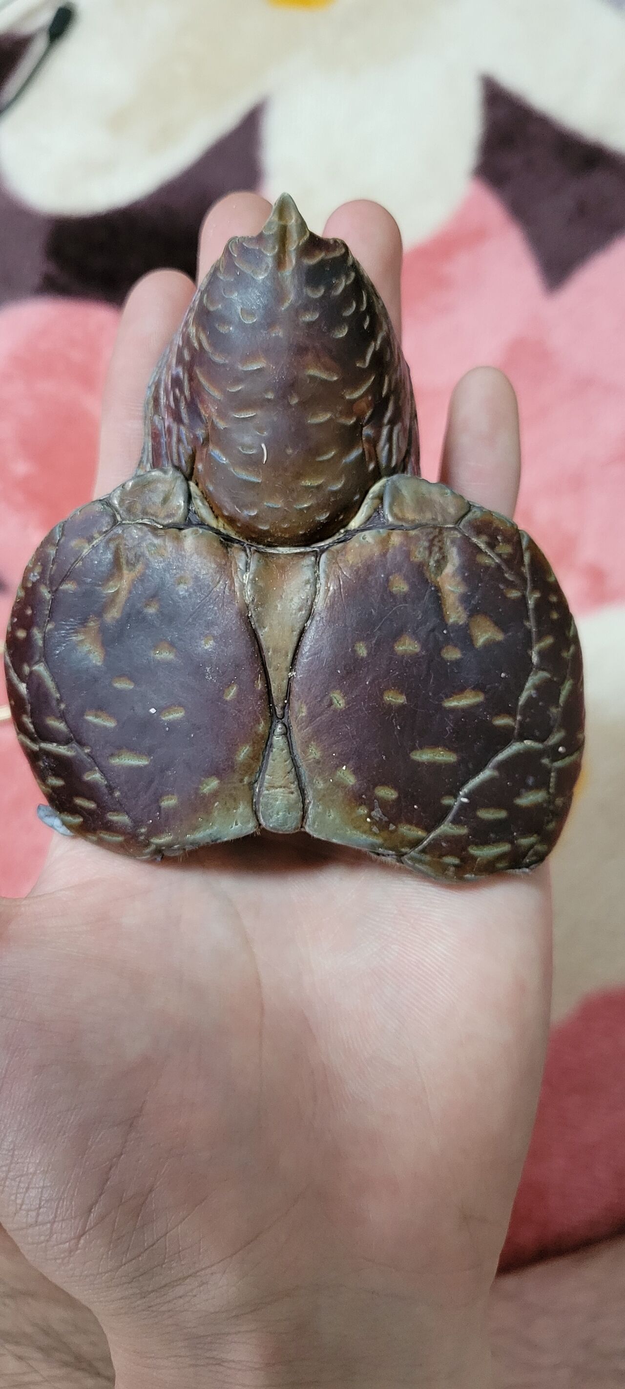 第 86 ヤシガニ ⑨ : 甲殻類メインの飼育記録