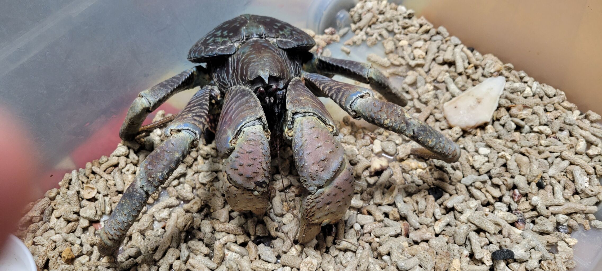 第 59 ヤシガニ② : 甲殻類メインの飼育記録