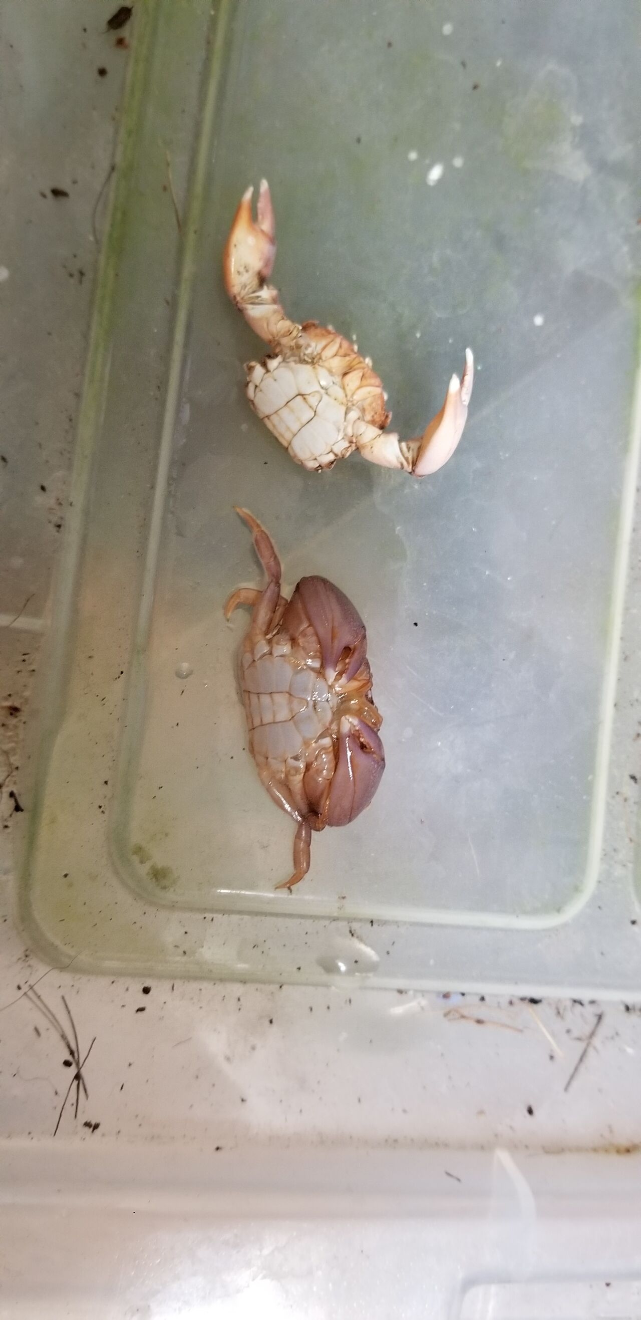 カニ カニ カブクワ飼育記録 カニ カニ カブクワ飼育記録