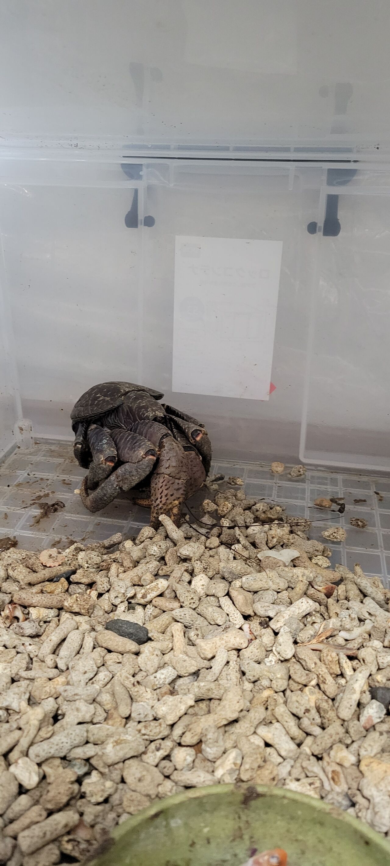 第 59 ヤシガニ② : 甲殻類メインの飼育記録
