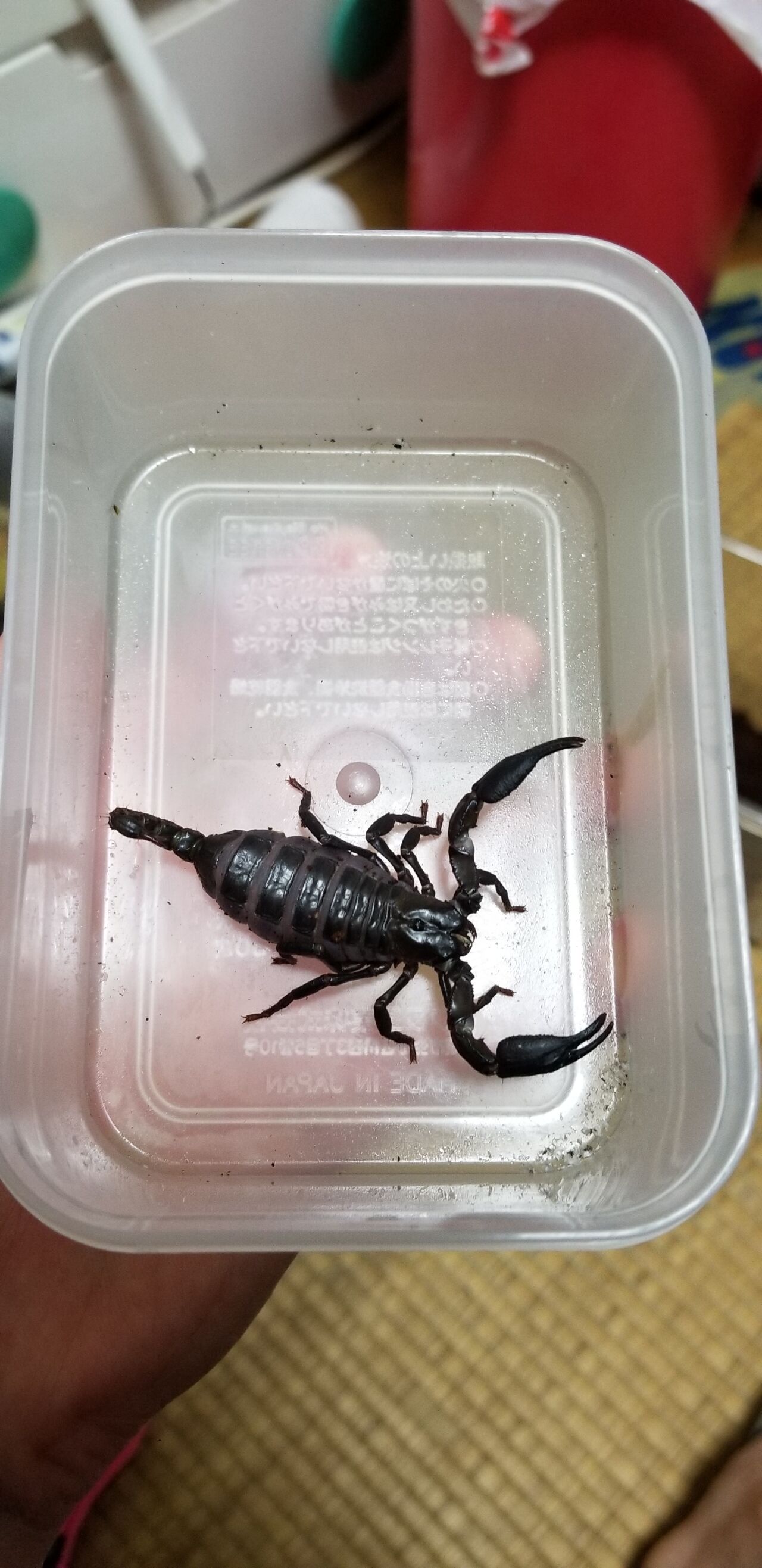 第 41 チャグロサソリ カニ カブクワ飼育記録