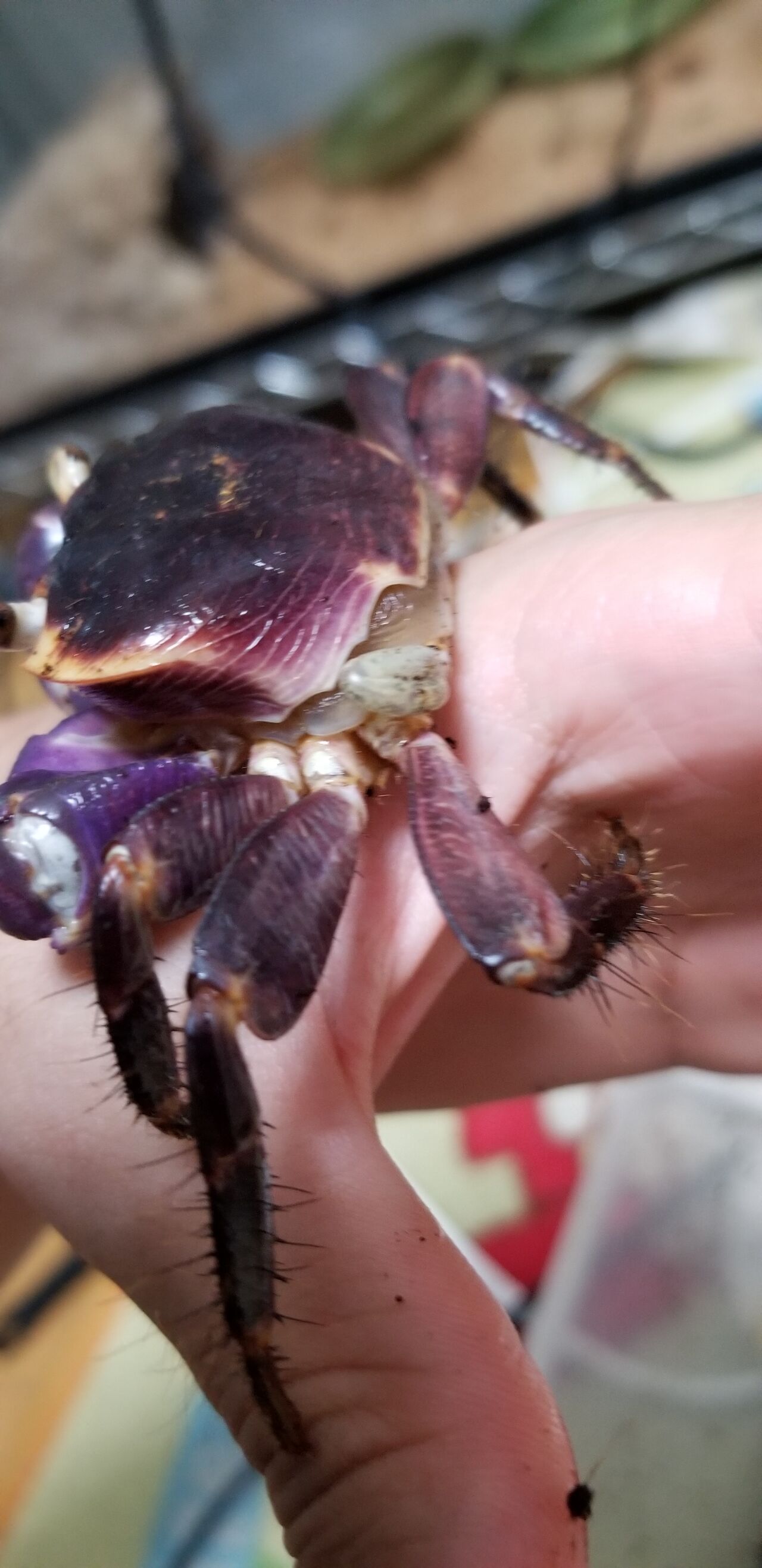 第 48 カクレイワガニ 脱皮 甲殻類メインの飼育記録