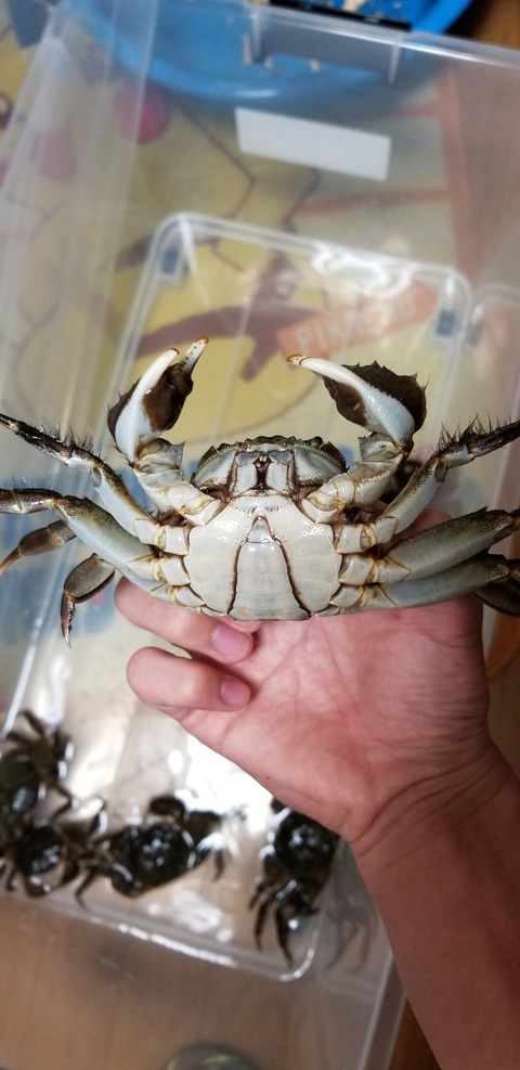ペット カニ カブクワ飼育記録 ペット カニ カブクワ飼育記録