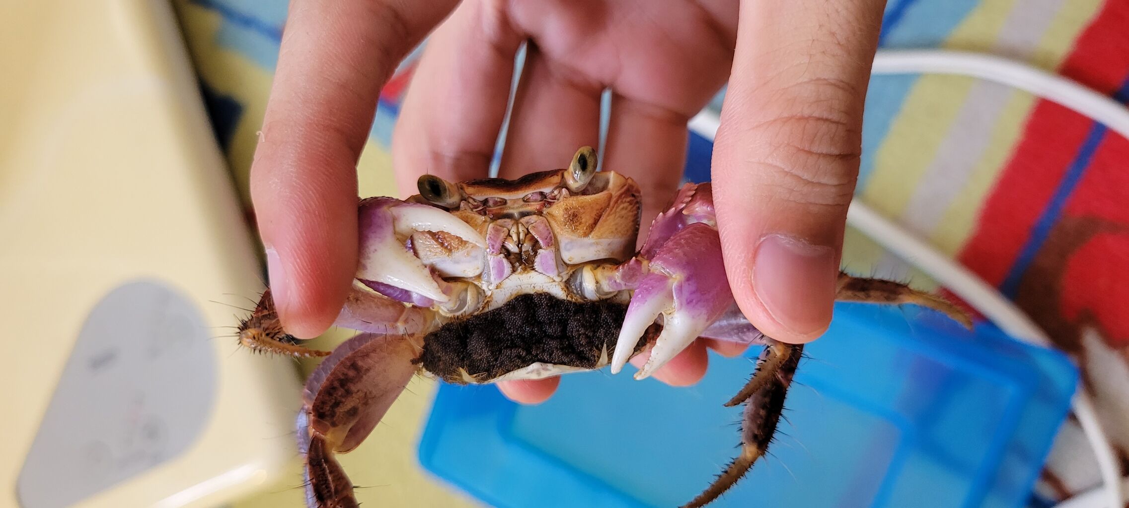 第 63 カクレイワガニ 甲殻類メインの飼育記録