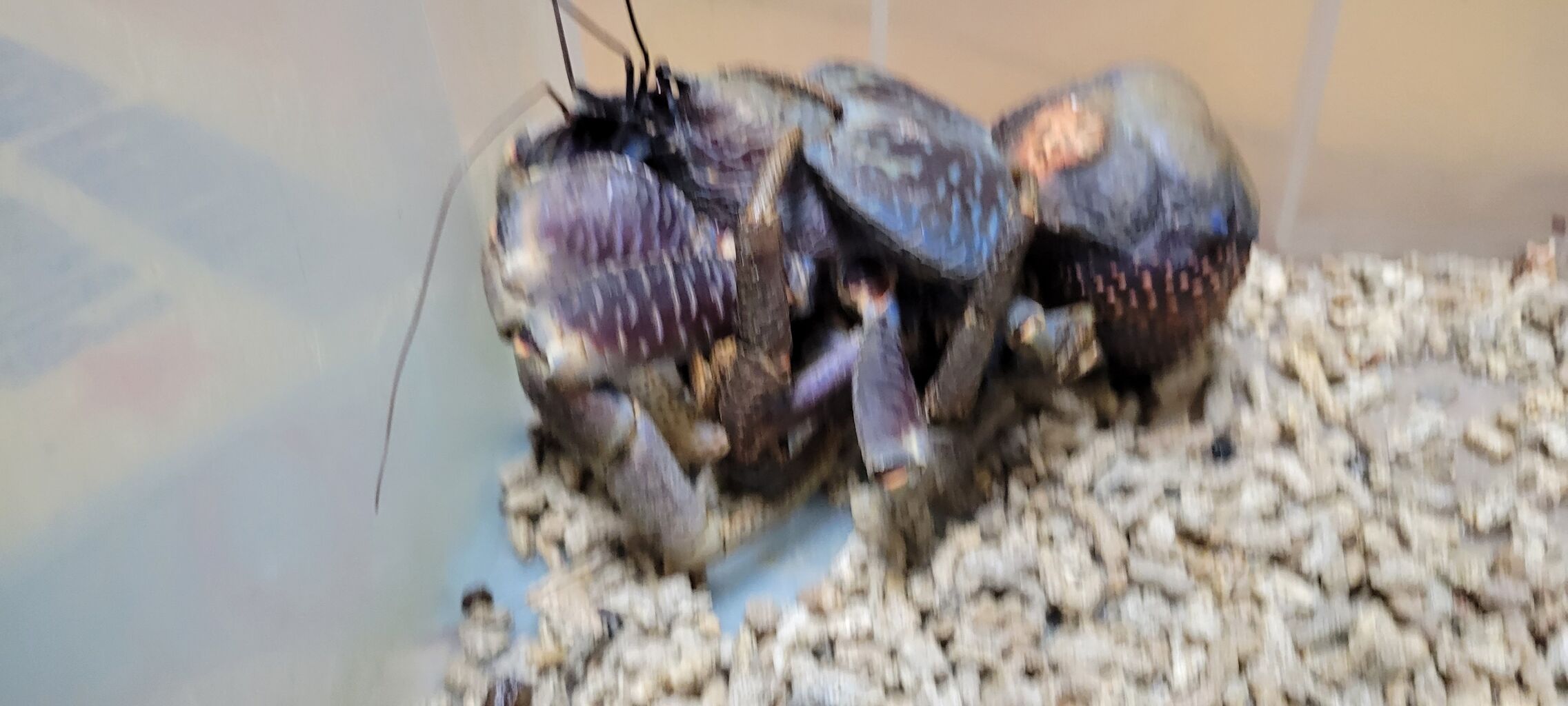第 71 ヤシガニ 脱皮 ⑥ : 甲殻類メインの飼育記録