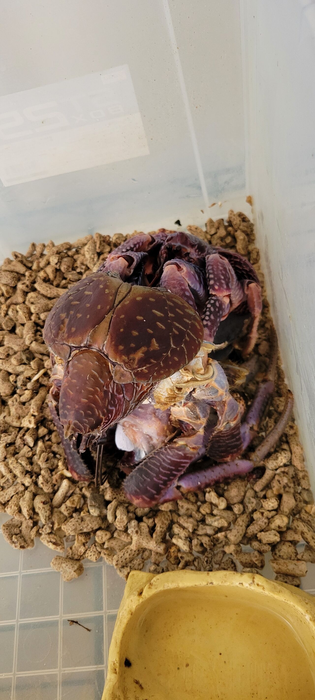 第 86 ヤシガニ ⑨ : 甲殻類メインの飼育記録