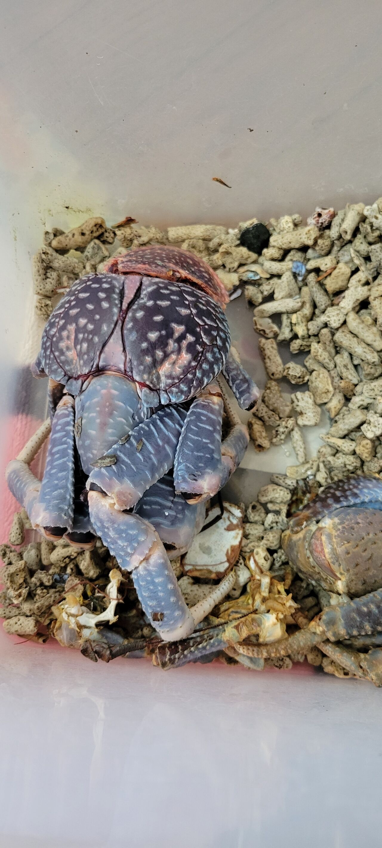 第 85 ヤシガニ ⑧ : 甲殻類メインの飼育記録