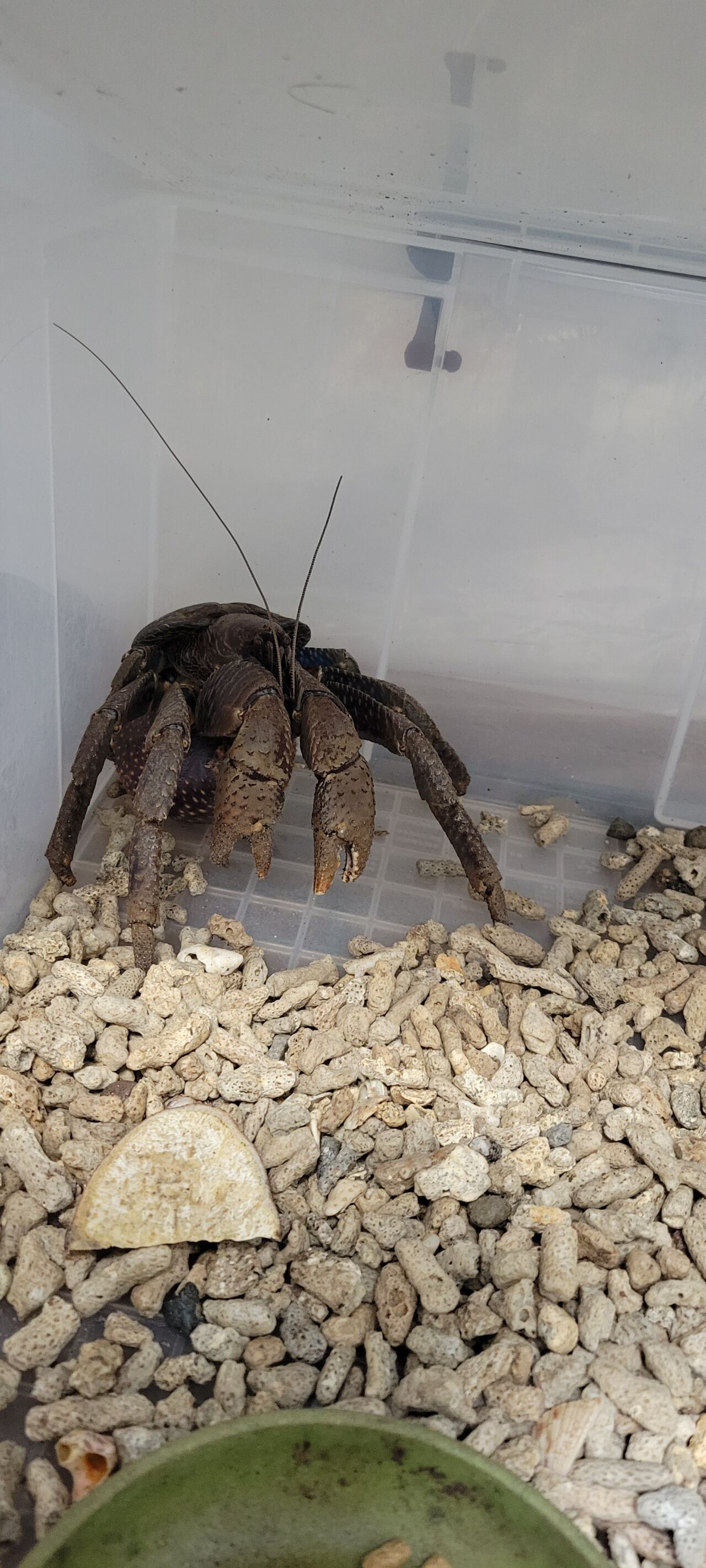 第 59 ヤシガニ② : 甲殻類メインの飼育記録