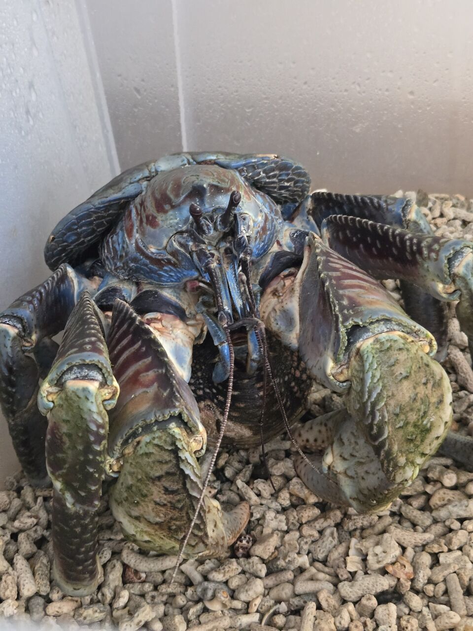 第91 ヤシガニ 脱皮⑪ : 甲殻類メインの飼育記録