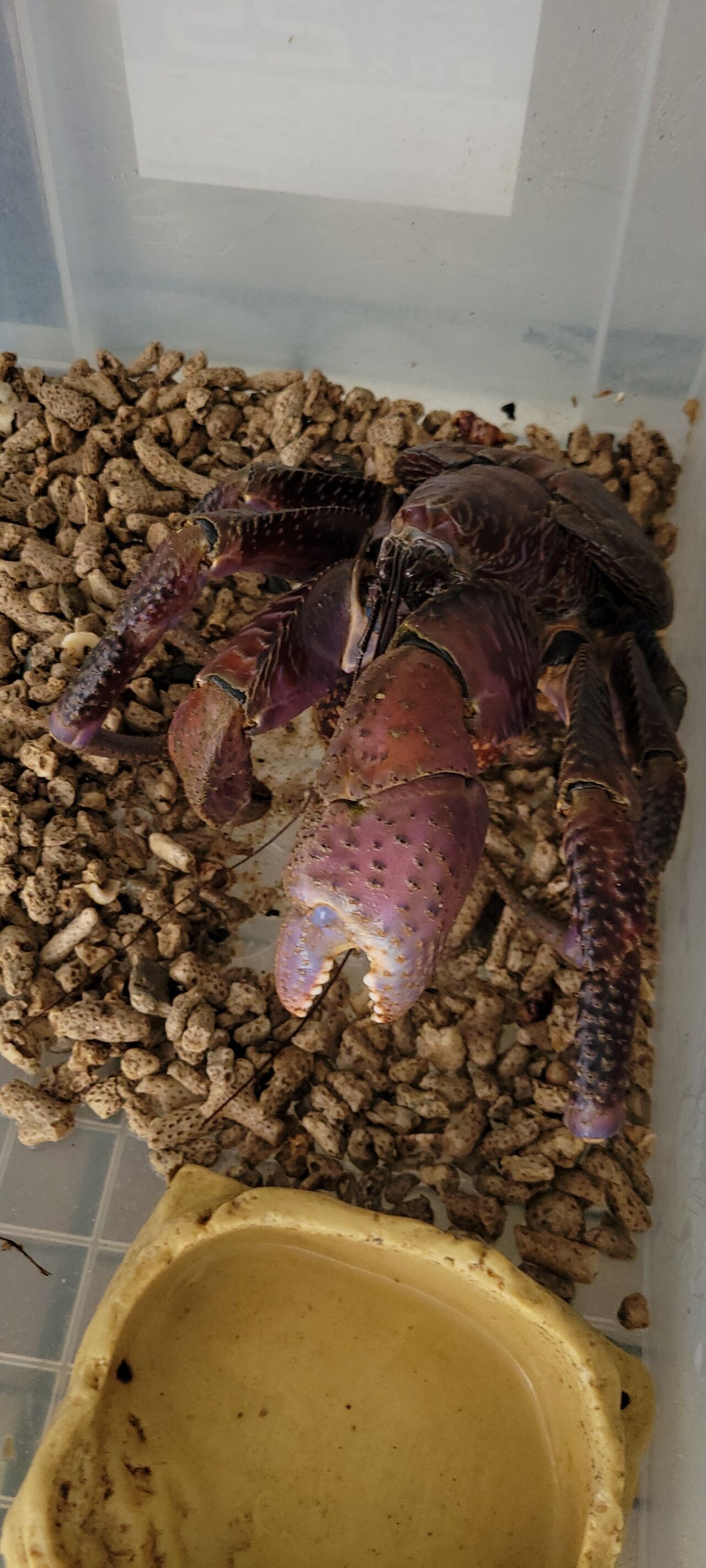 第 86 ヤシガニ ⑨ : 甲殻類メインの飼育記録