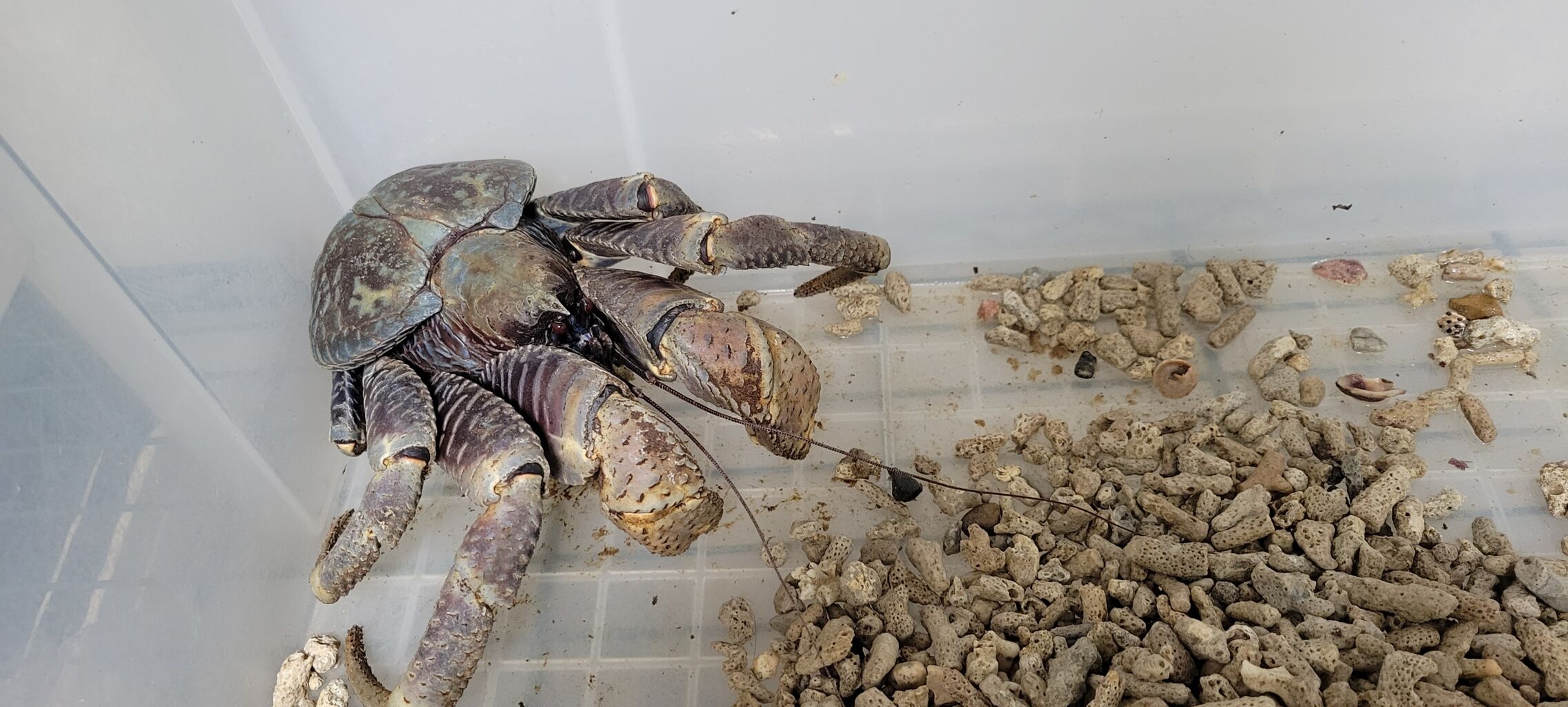 第 59 ヤシガニ② : 甲殻類メインの飼育記録