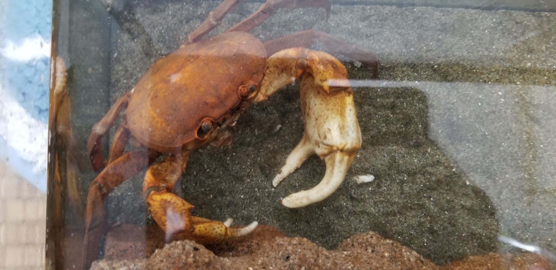 第 39 オキナワオオサワガニ 甲殻類メインの飼育記録