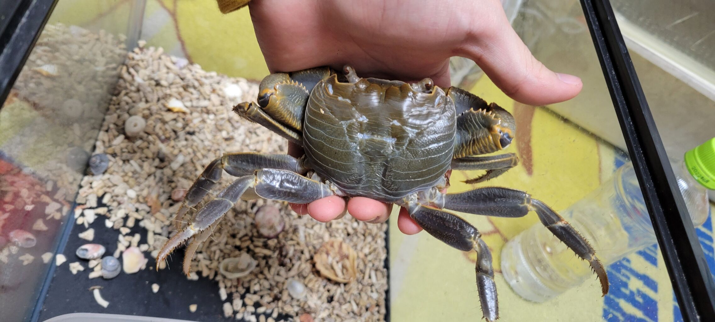 第 57 オオカクレイワガニ 飼育まとめ 甲殻類メインの飼育記録