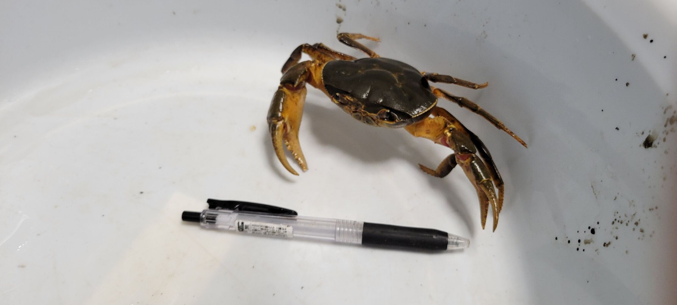 第 56 パロットグリーンリバークラブ 甲殻類メインの飼育記録