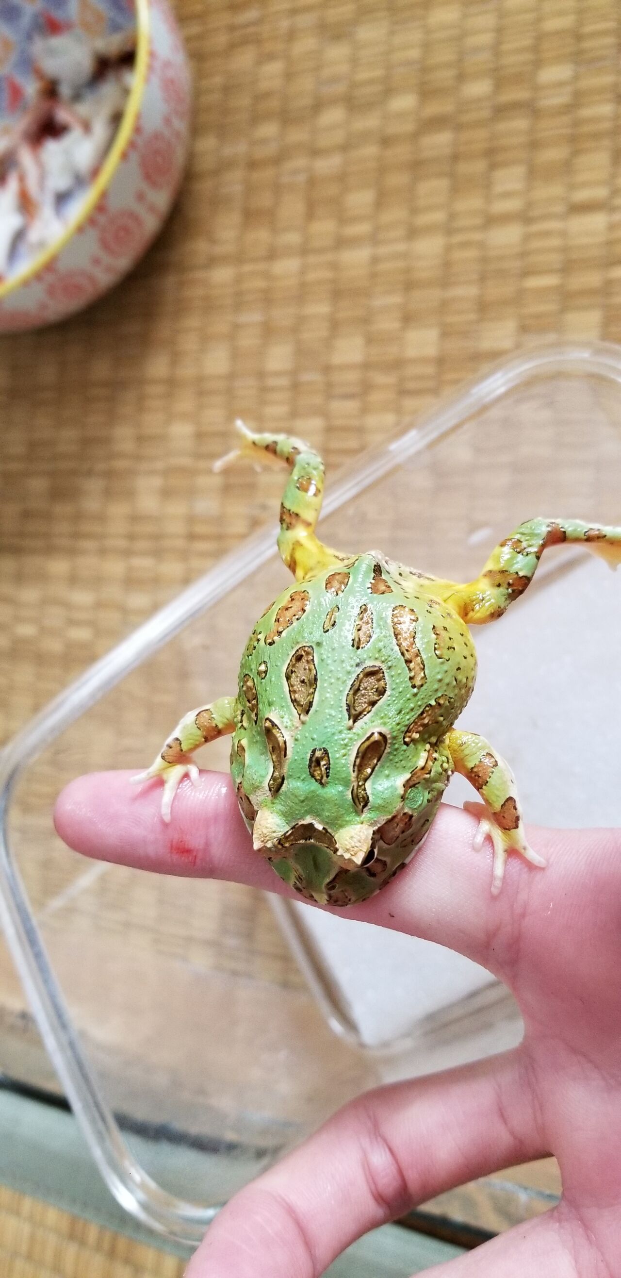 カニ カブクワ飼育記録 カニ カブクワ飼育記録
