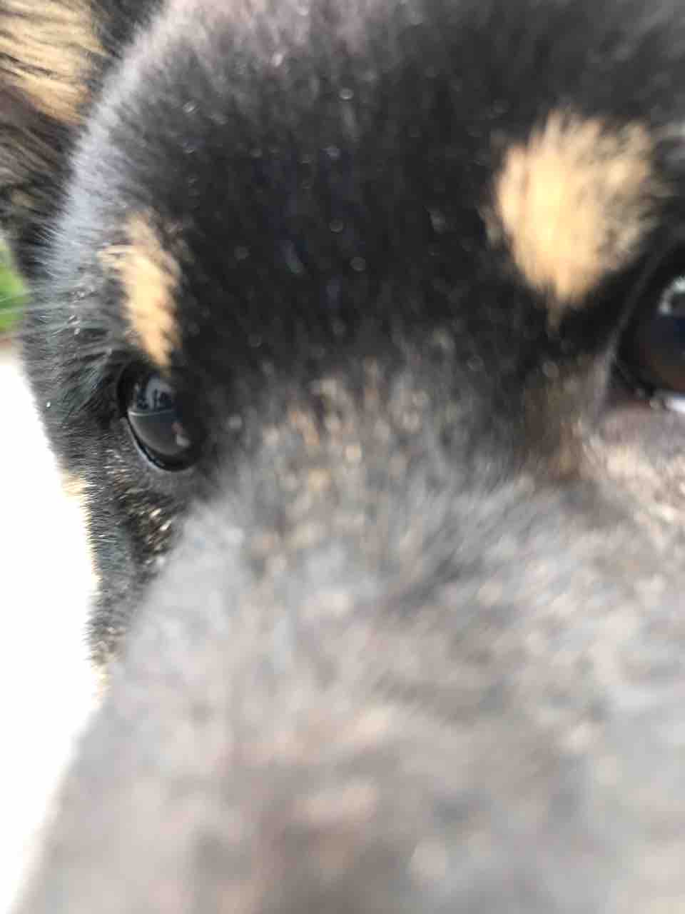 私はうちの犬にとって何者 王子か乞食か それが問題な豆柴の日記