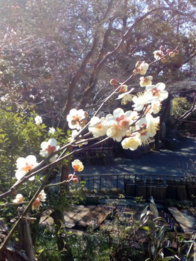 p-IMG_20160210_110504