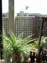 s-DSCF5637