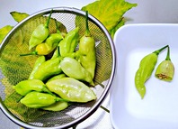 IMG_20251120_170956-s