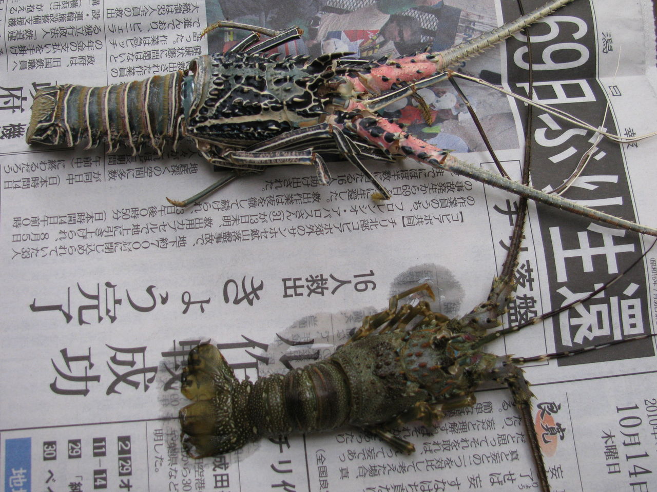 ヒラメとナカミチとの生活 甲殻類 ヒラメとナカミチとの生活 甲殻類