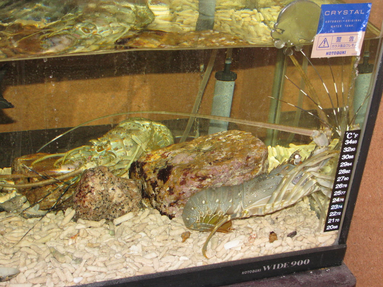 ニシキエビの脱皮 これで何回目 ヒラメとナカミチとの生活