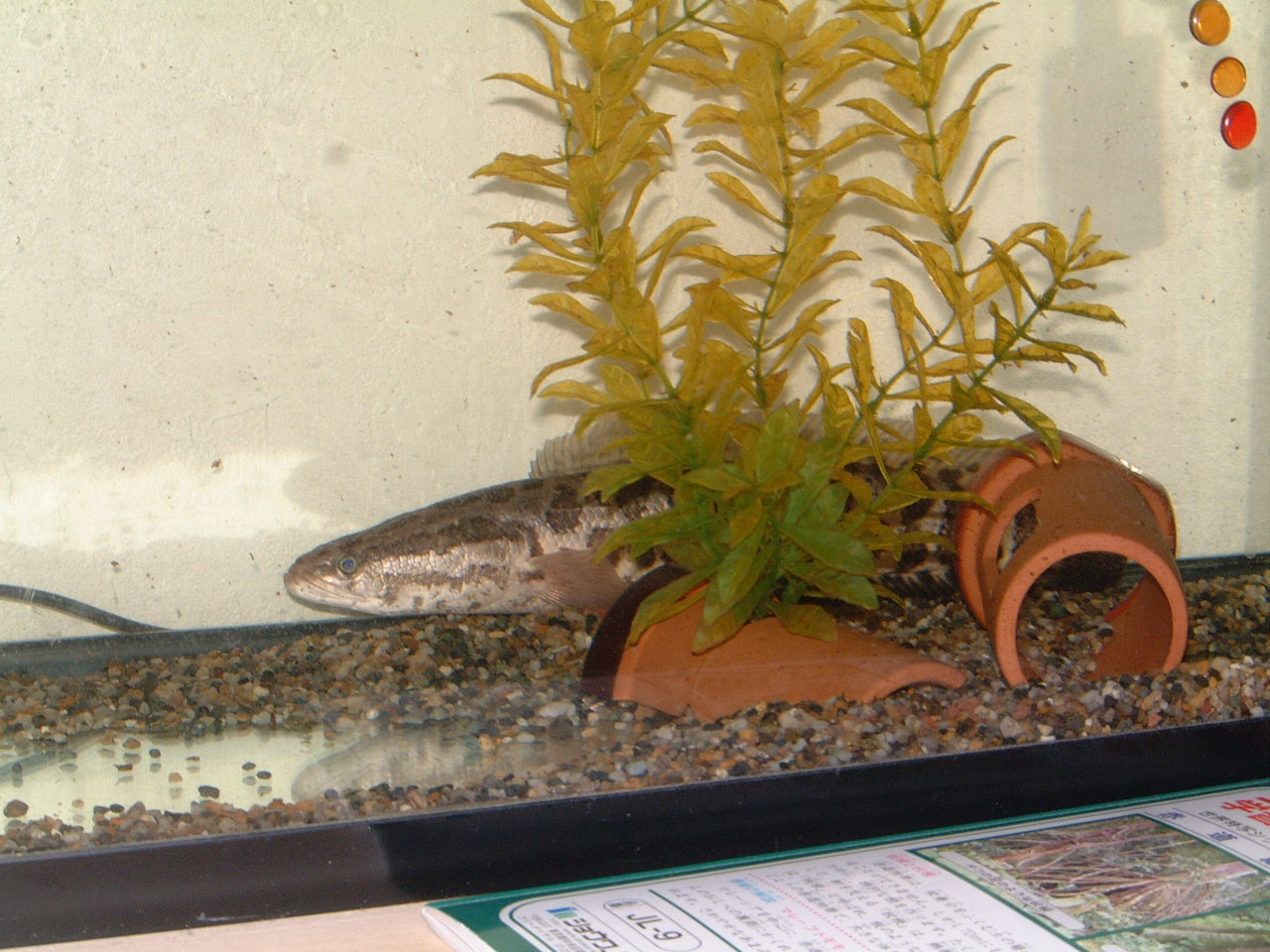 ライギョと寄生虫 ヒラメとナカミチとの生活