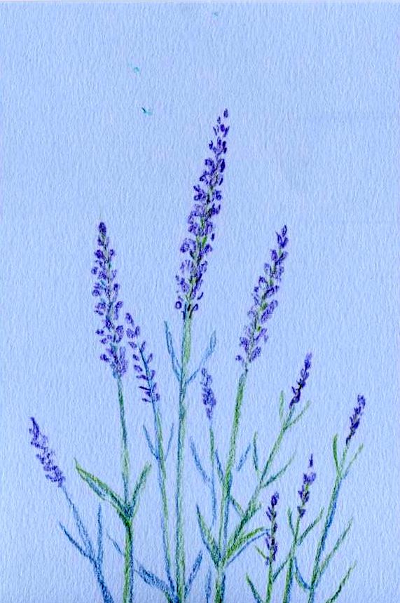 カラー画用紙ラベンダー クレヨン話