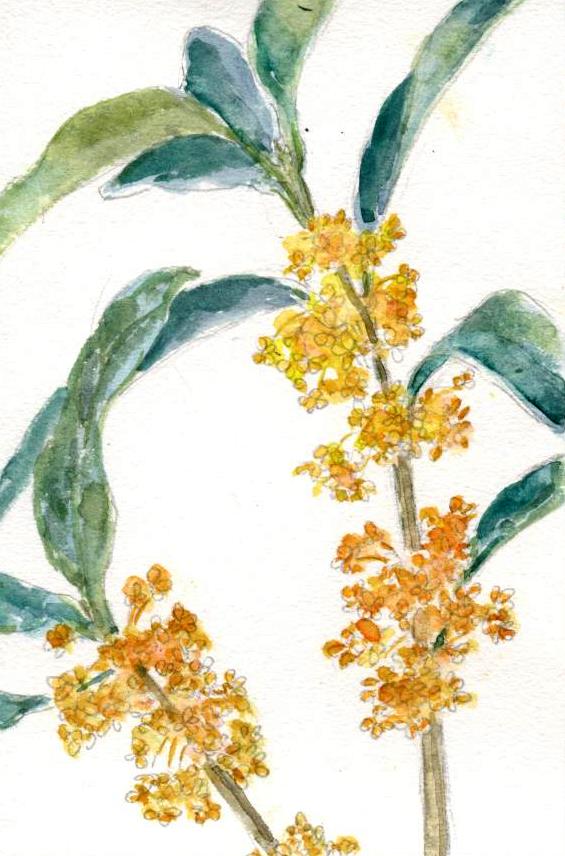 金木犀 : クレヨン話