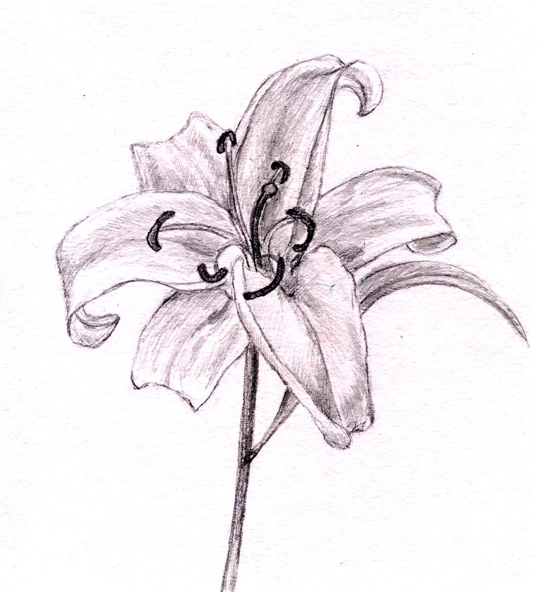 クレヨン話百合（鉛筆画） livedoor Blog（ブログ）