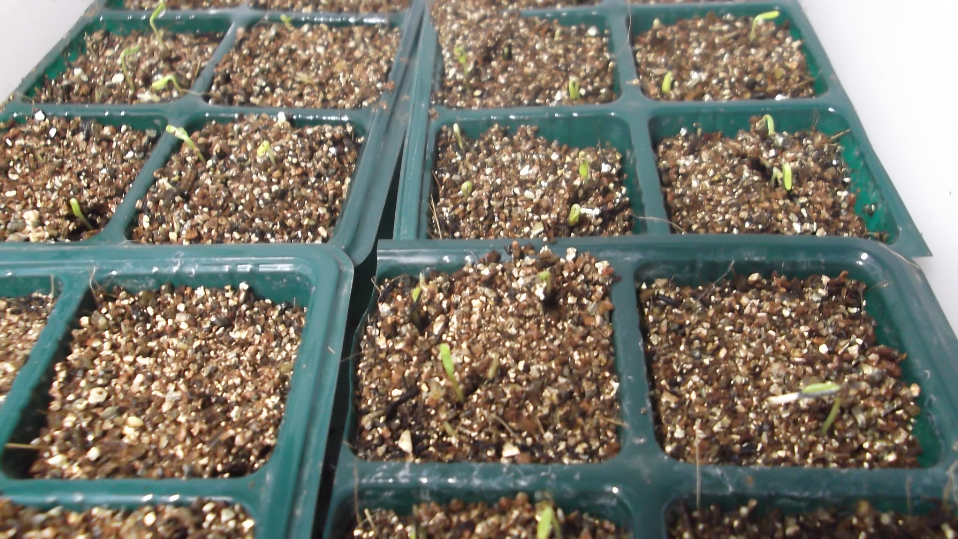 21年 マリーゴールド エバーグリーン 発芽 Update2 冒険菜園の 別館 公開備忘録 愛知県西部