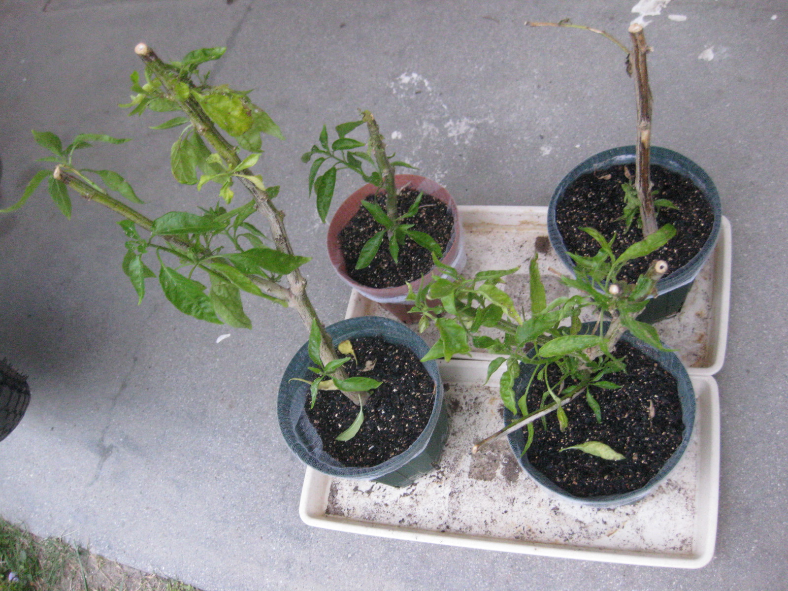 年 越冬苗の タイ唐辛子 プリックチーファ を植えた 冒険菜園の 別館 公開備忘録 愛知県西部