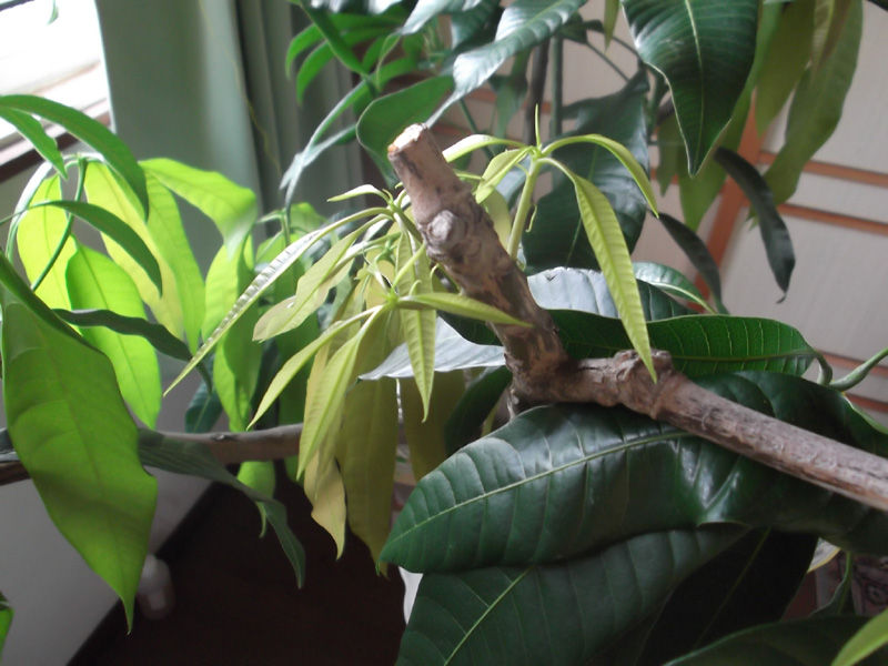 ２０１３年 マンゴー 剪定後の様子 冒険菜園の 別館 公開備忘録 愛知県西部