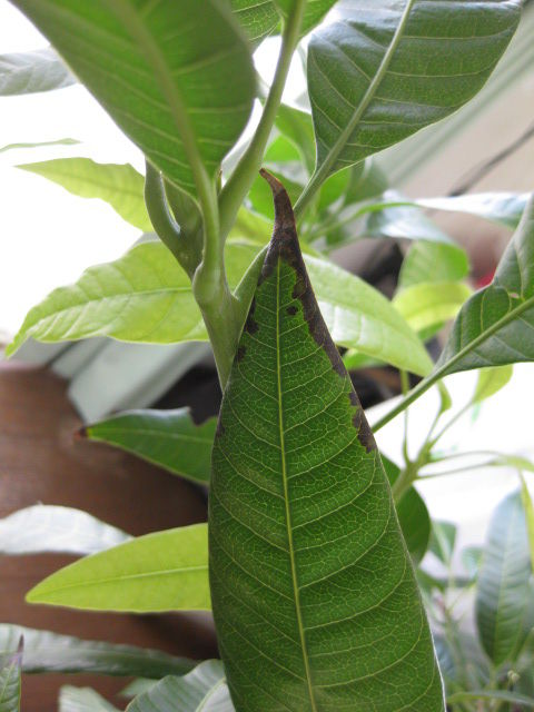 ２０１４年 ２０１５年冬 鉢植えマンゴーの様子 冒険菜園の 別館 公開備忘録 愛知県西部