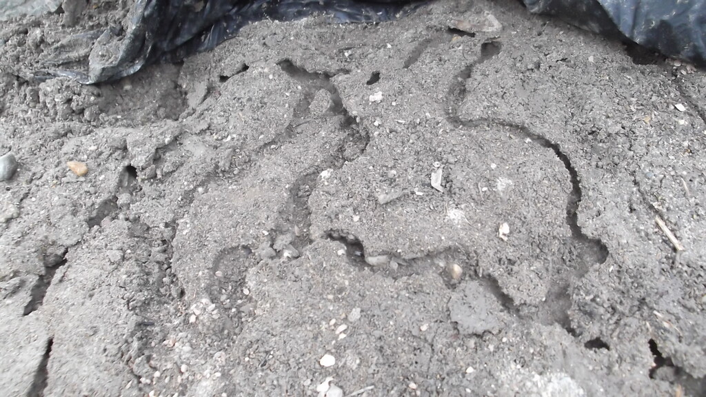 2021年 黒ポリマルチとか マルチは蟻の巣を呼ぶ 冒険菜園の 別館 公開備忘録 愛知県西部