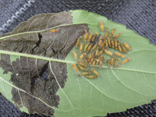 2018年 菊芋 白 に毛虫 桃の虫の様子 虫食い白菜のその後 冒険菜園の 別館 公開備忘録 愛知県西部 2018年 菊芋 白 に毛虫 桃の虫の様子 虫食い白菜のその後 冒険菜園の 別館 公開備忘録 愛知県西部