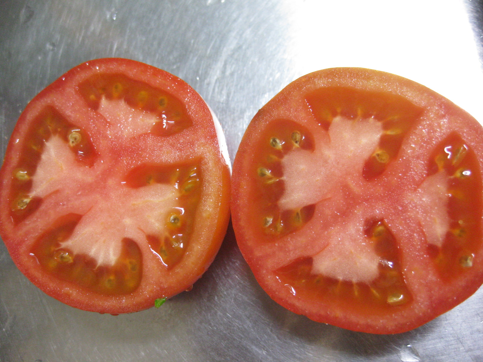 19 自作簡易温室で露地越冬中のhトマト 冒険菜園の 別館 公開備忘録 愛知県西部