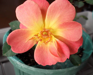 実生のバラが開花しました 冒険菜園の 別館 公開備忘録 愛知県西部 実生のバラが開花しました 冒険菜園の 別館 公開備忘録 愛知県西部