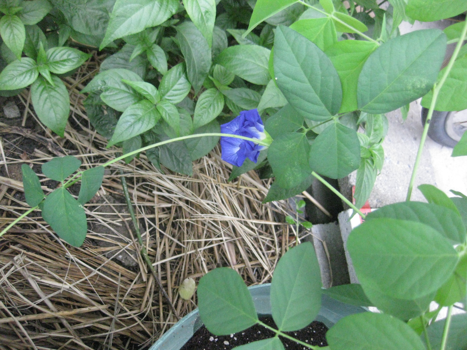 年 自家採種な 八重咲き蝶豆 開花し始めた 冒険菜園の 別館 公開備忘録 愛知県西部