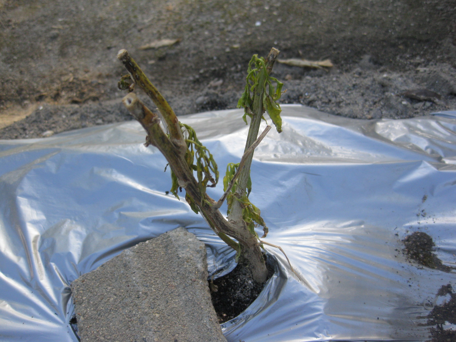 ２０２０年 タイ唐辛子越冬苗は２本枯れた トマト定植した 冒険菜園の 別館 公開備忘録 愛知県西部
