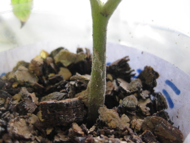 16年 17年 トマトの越冬苗の様子 冒険菜園の 別館 公開備忘録 愛知県西部