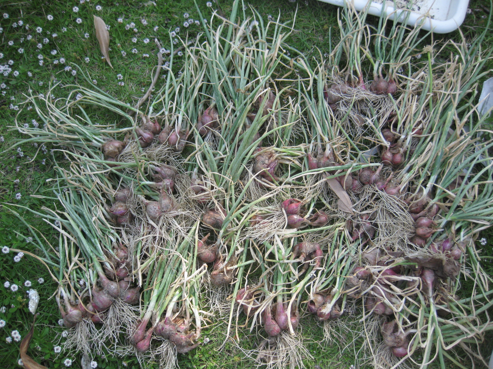 年 リレー栽培のホムデン収穫と2回めの植え付け 冒険菜園の 別館 公開備忘録 愛知県西部