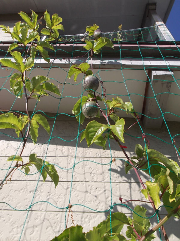 12年 パッションフルーツ栽培は失敗しました 冒険菜園の 別館 公開備忘録 愛知県西部