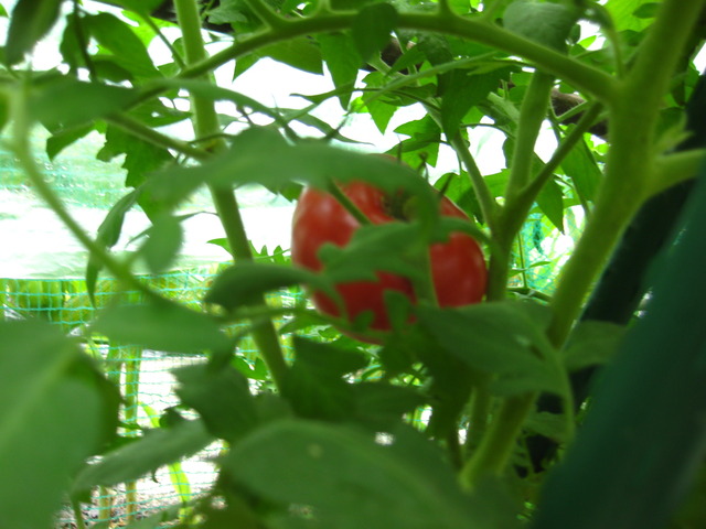 F1トマト収穫 冒険菜園の 別館 公開備忘録 愛知県西部