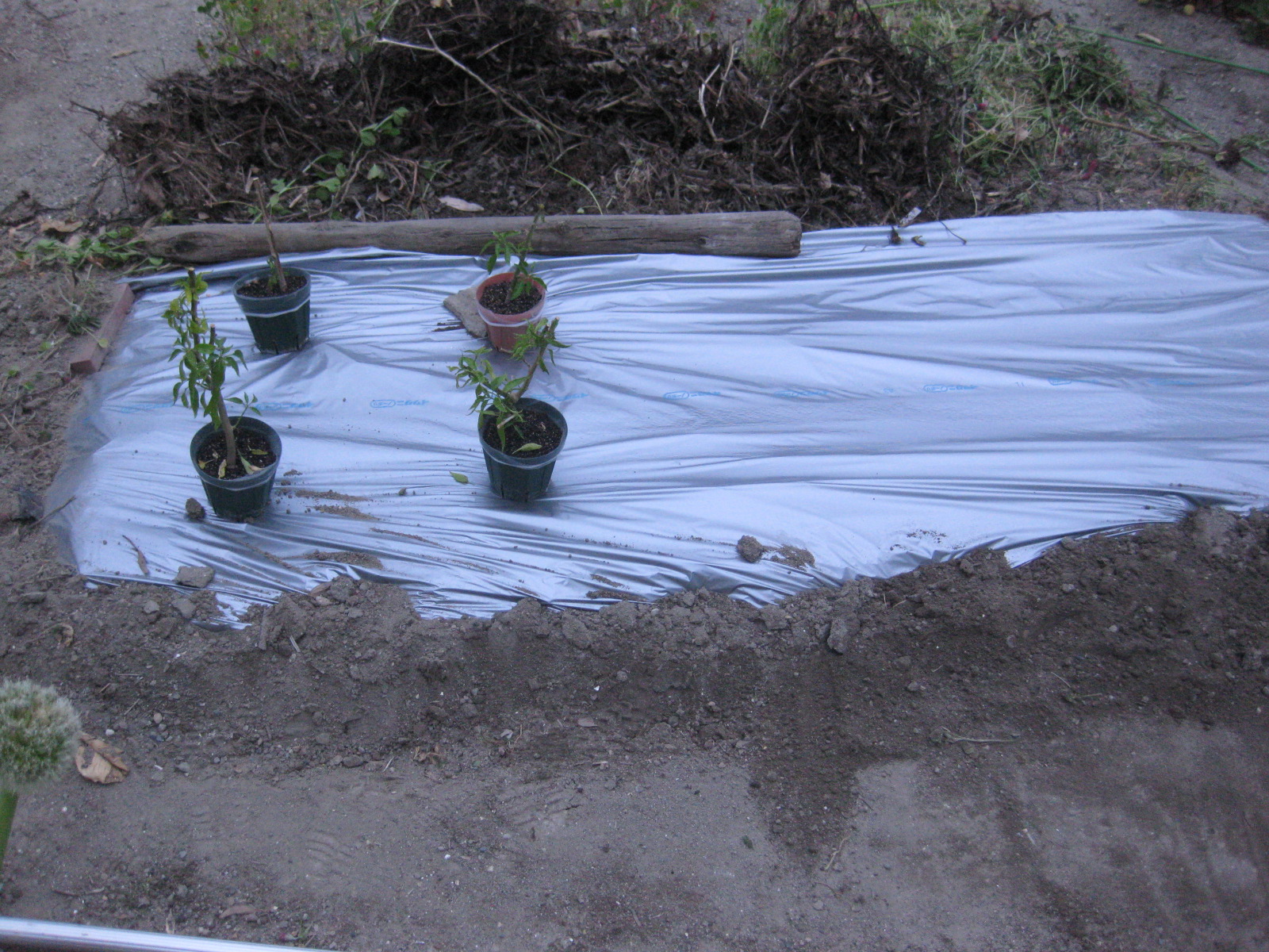 年 越冬苗の タイ唐辛子 プリックチーファ を植えた 冒険菜園の 別館 公開備忘録 愛知県西部